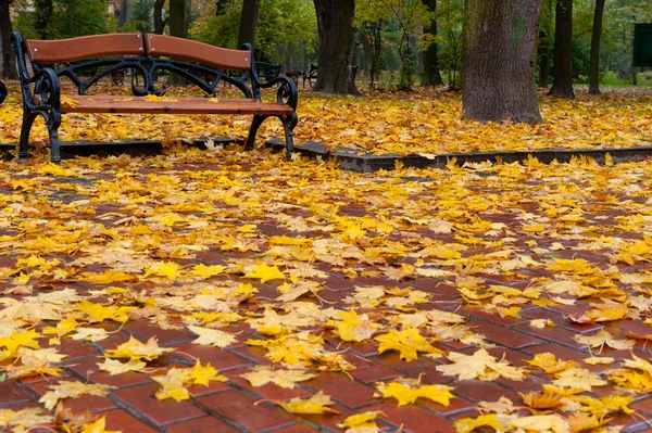 Autumn park. Rainy weather — Stock Photo, Image