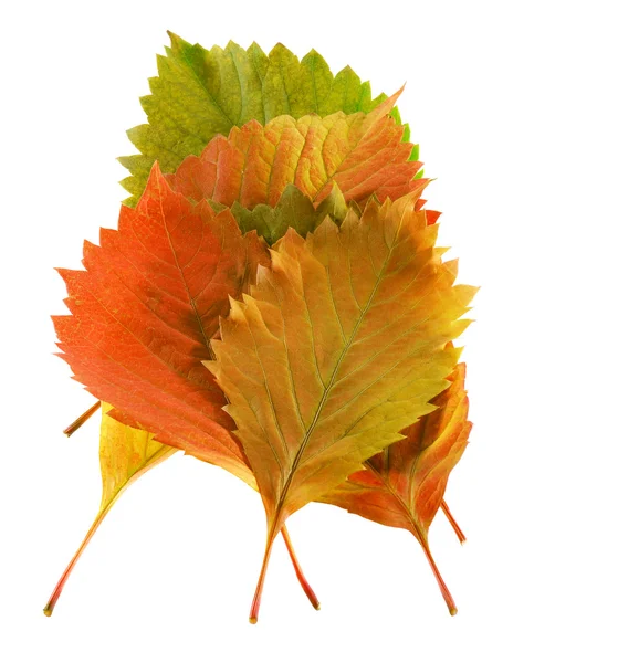 Bouquet color leaf — Stock Photo, Image
