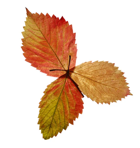 Ramo de hojas de otoño —  Fotos de Stock