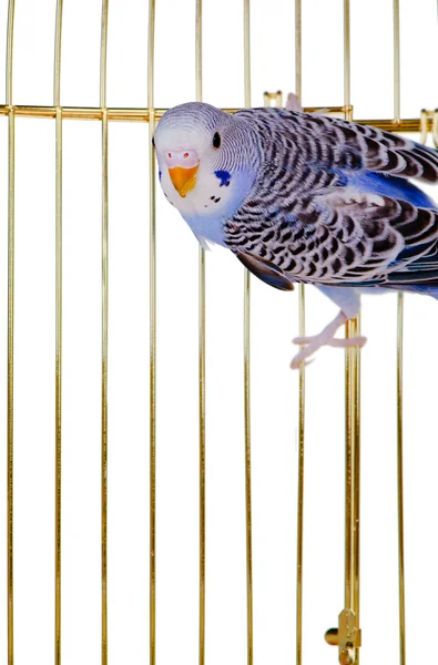 Папуга на ґратці клітка — стокове фото