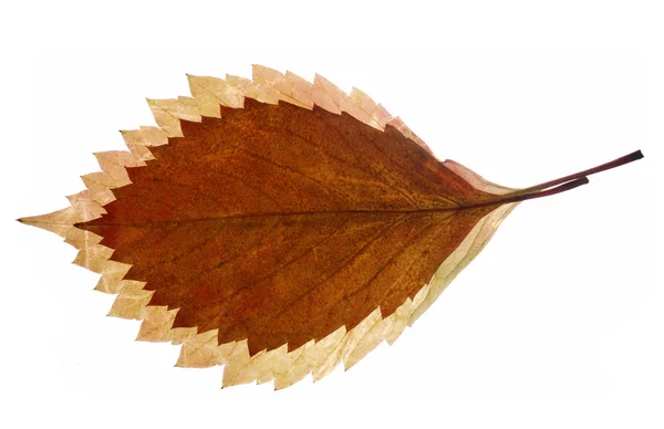 Composición de las hojas de otoño —  Fotos de Stock