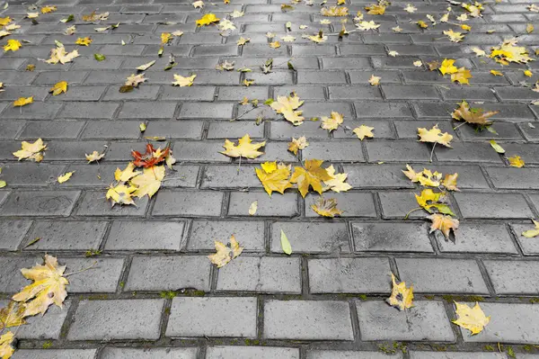 Passeio pavimentado com folhagem de outono — Fotografia de Stock
