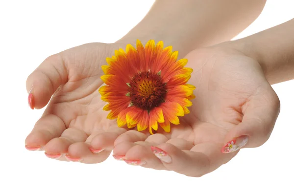 Flor en manos femeninas — Foto de Stock