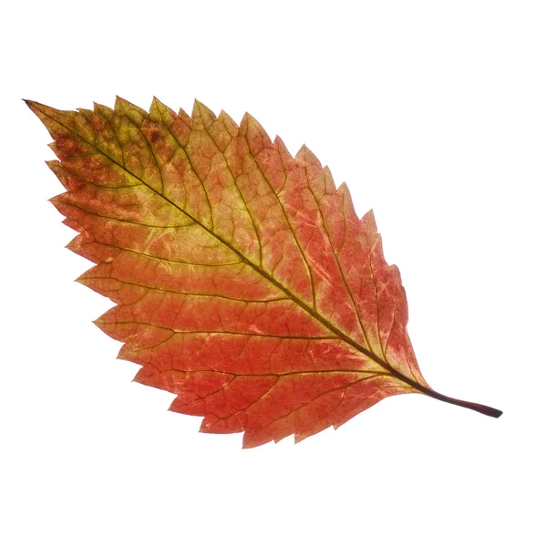 Isolated leaf — Stock Photo, Image