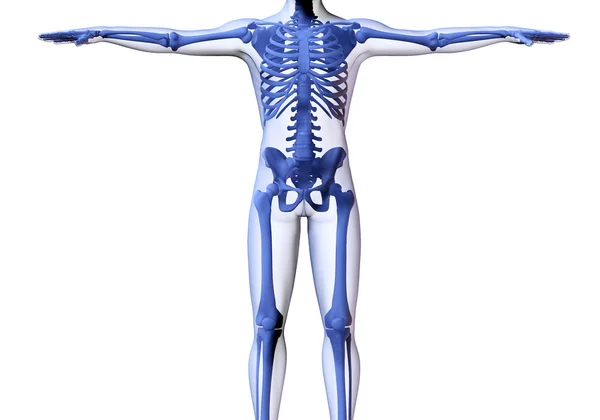 Скелет человека — стоковое фото