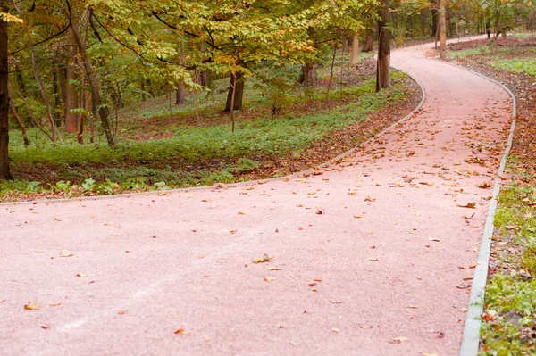 秋の公園の小道 — ストック写真