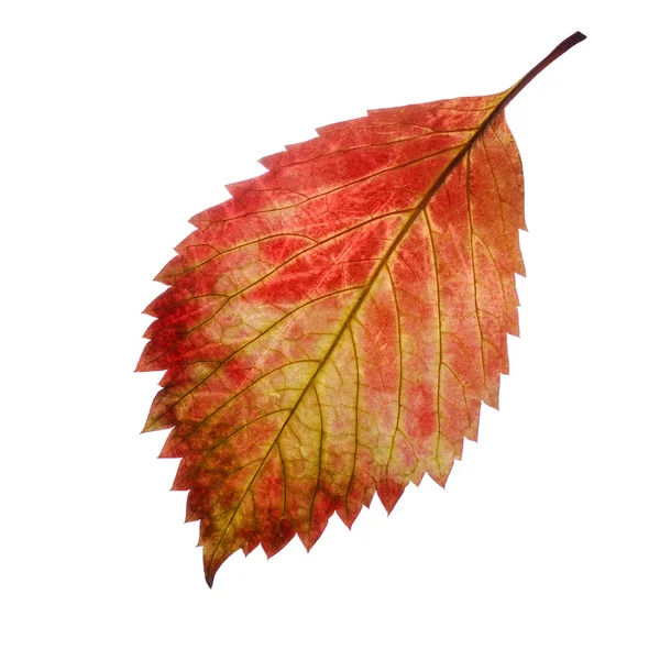 Rode herfstblad — Stockfoto