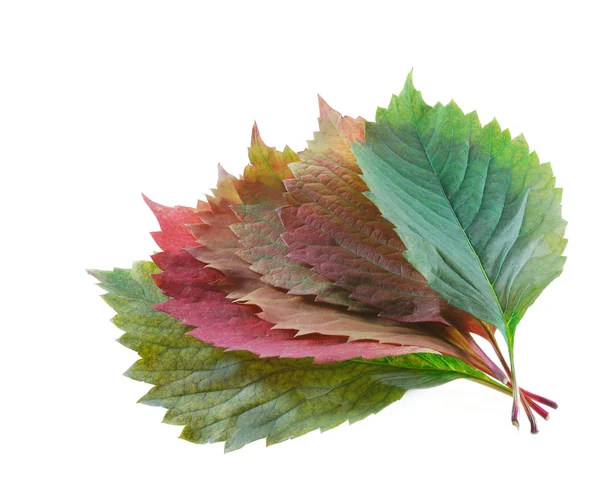 Nastavit barvu listů — Stock fotografie