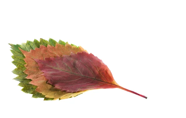 3 개의 색깔 잎 — 스톡 사진