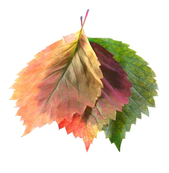 Three leaf — Stock Photo, Image
