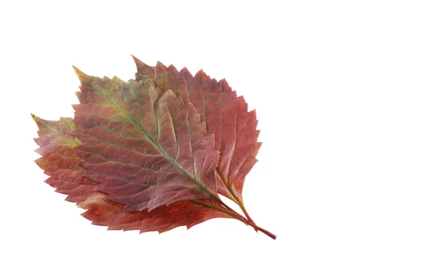Trois feuilles rouges — Photo