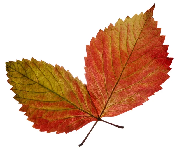 Dwa przezroczyste jesień liść — Zdjęcie stockowe