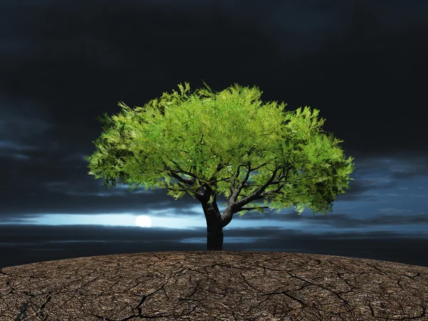 Tree on the cracked dry ground — Stock Photo, Image