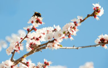 Bumblebee çiçek açması dal
