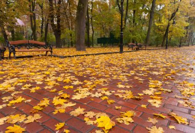 sonbahar park. Yağmurlu hava