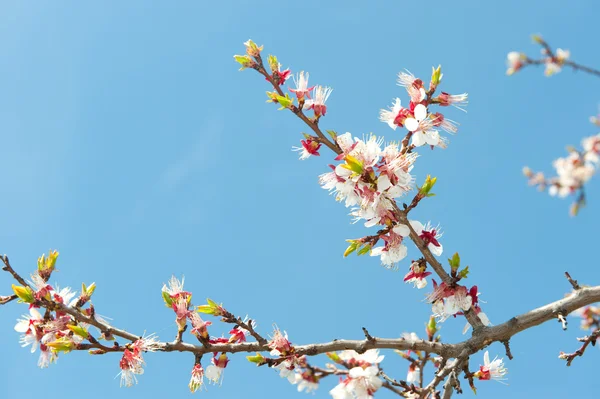Blühende Äste eines Baumes — Stockfoto