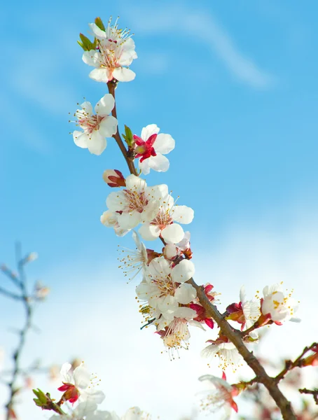 나무의 꽃 가지 — 스톡 사진
