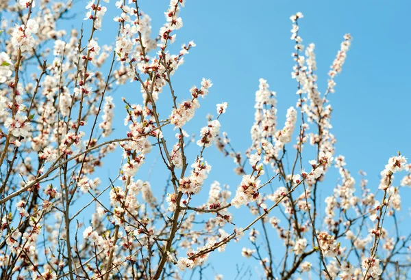 나무의 꽃 가지 — 스톡 사진