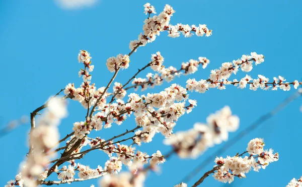 木の開花枝 — ストック写真