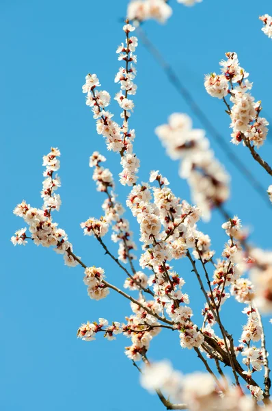 Blossoming branches of a tree — Stock Photo, Image