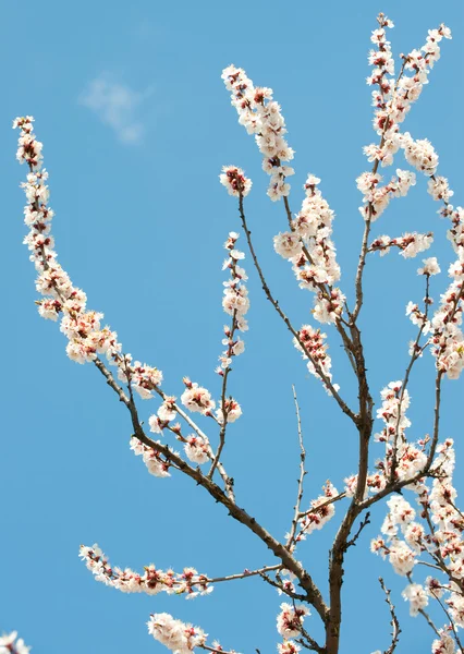 Blossoming branches of a tree — Stock Photo, Image