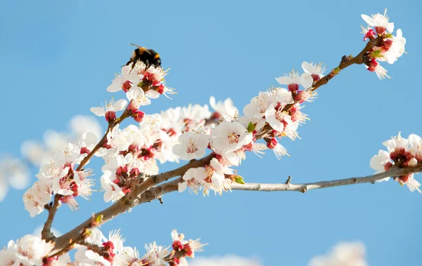 Bumblebee on a blossoming branch — Stock Photo, Image