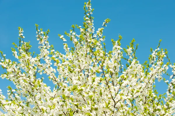 Las ramas florecientes del árbol —  Fotos de Stock