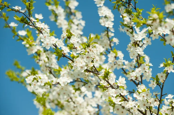 Bir ağacın çiçek şube — Stok fotoğraf