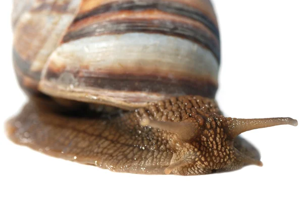 A photo close up snail — Stock Photo, Image