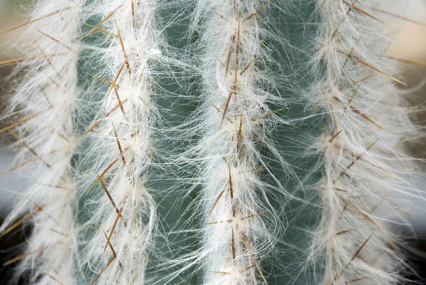 Abstrakter Hintergrund Kaktus — Stockfoto