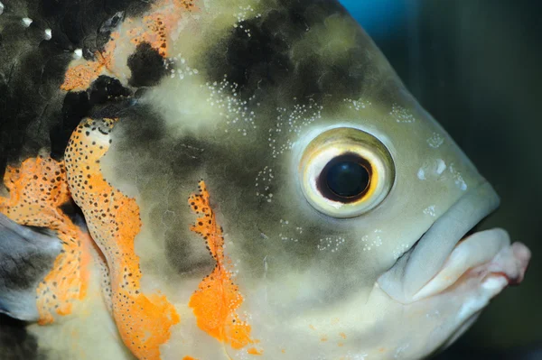 Nahaufnahme Auge eines tropischen Fisches — Stockfoto