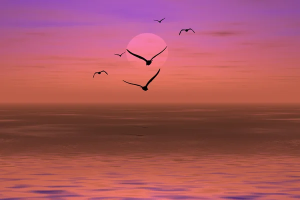 Albatros bir günbatımı üzerinde — Stok fotoğraf