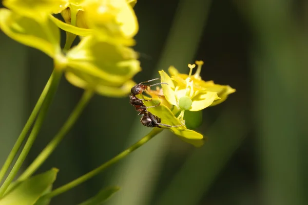 La hormiga sobre el amarillo sobre la flor —  Fotos de Stock