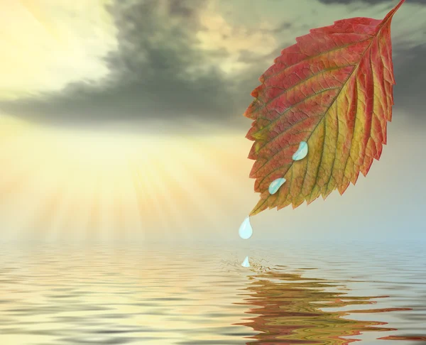 Autumn leaf above water in beams yellow sunset — Stock Photo, Image
