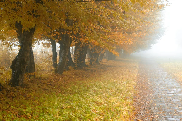Alleyway in foggy park — Stock Photo, Image