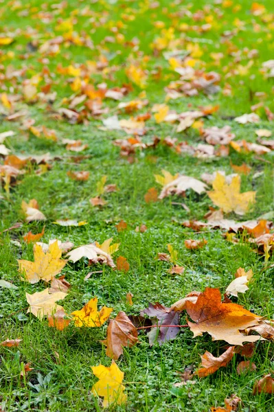 Autumn leaf in a green grass — Stock Photo, Image
