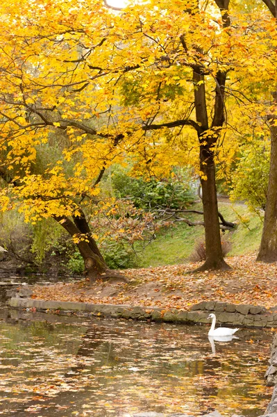 Lago con un cisne en el parque de otoño —  Fotos de Stock