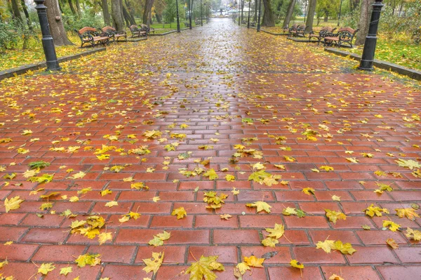 Πλακόστρωτο πεζοδρόμιο με φύλλα το φθινόπωρο — Φωτογραφία Αρχείου