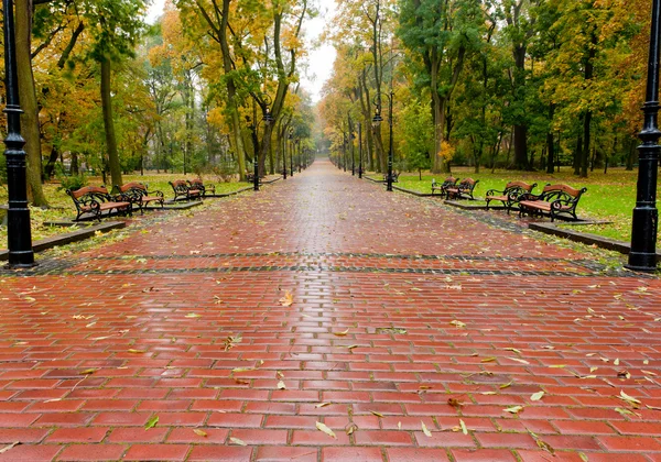 秋の公園に舗装道路と路地 — ストック写真