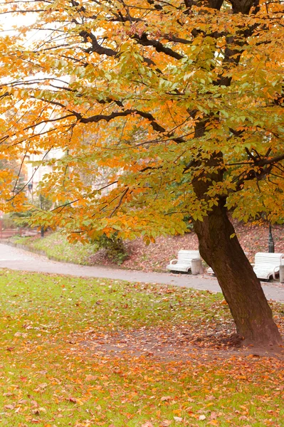 Herbstbaum mit gelbem Laub — Stockfoto