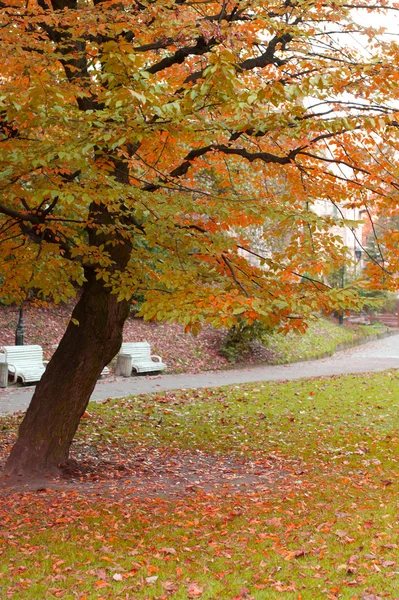 Осеннее дерево с желтой листвой — стоковое фото