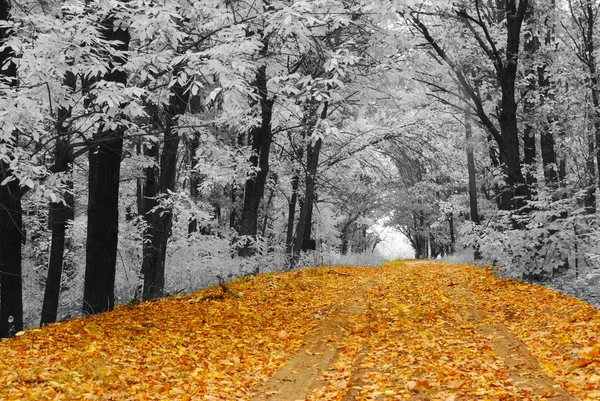 Autumn road — Stock Photo, Image