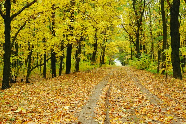 Jesień drogi — Zdjęcie stockowe