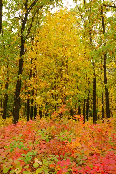 Осінні дерева — стокове фото