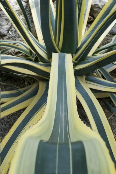 Bakgrunden abstrakt kaktus — Stockfoto