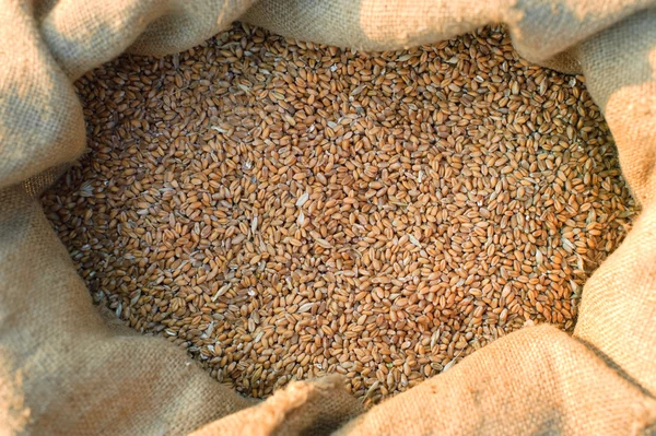 Sacchetto di grano — Foto Stock