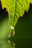Картина, постер, плакат, фотообои "drops on a leaf", артикул 6191967