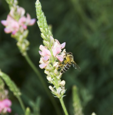 Bee collecting nectar3 clipart