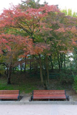 sonbahar park. Yağmurlu hava