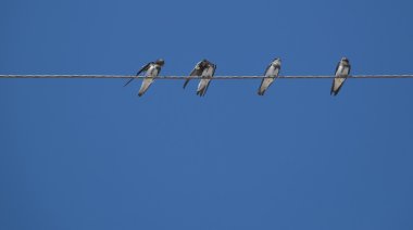 Birds (martlet) sitting on electric wires clipart